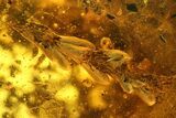 Detailed Fossil Fly (Dolichopodidae) & Thuja Twig In Baltic Amber #170061-2